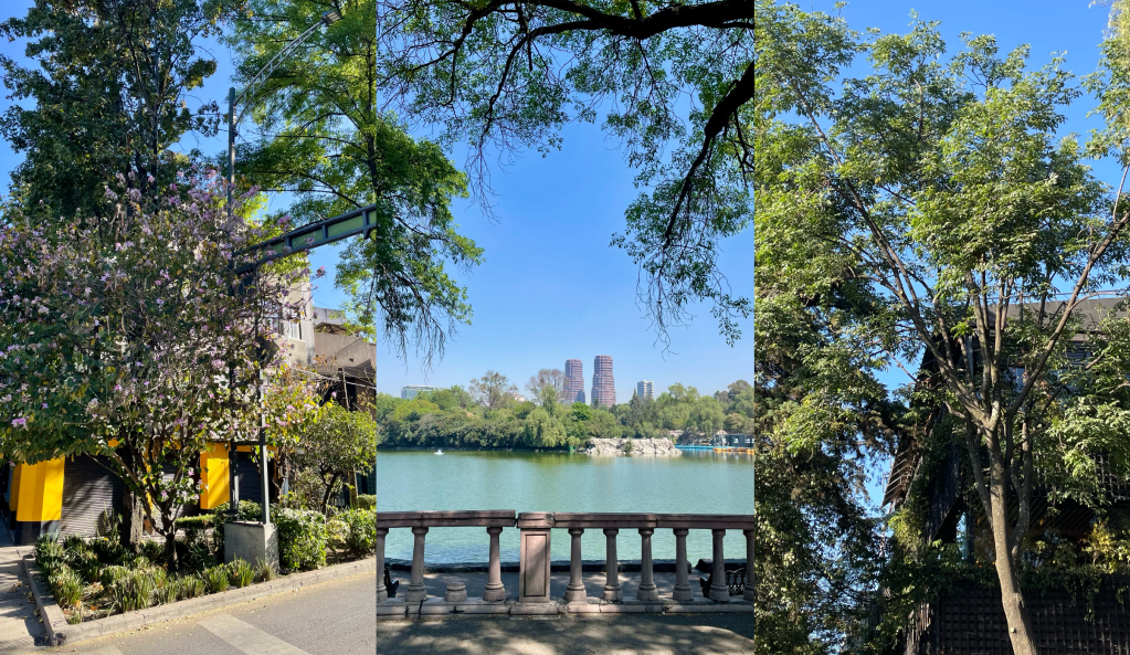 urbanisme mexico city nature végétation